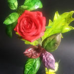 Cake Design